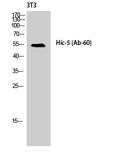 a04630 tgfb1i1 primary antibodies wb testing 2