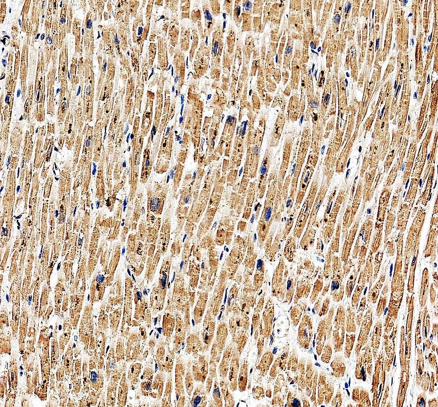 a04633 2 ldb3 primary antibodies ihc testing 1