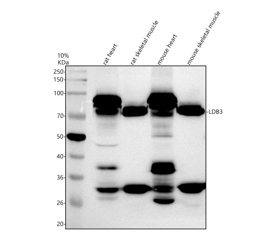 a04633 2 ldb3 primary antibodies wb testing 1