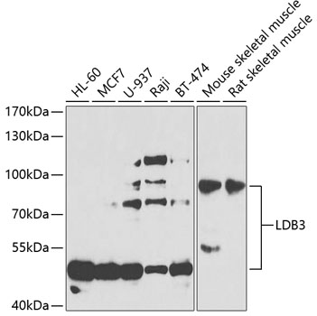 Western blot analysis of extracts of various cell lines, using LDB3 antibody  at 1:1000 dilution