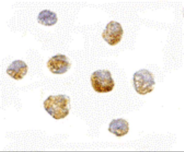 a04634 huwe1 primary antibodies icc testing 2