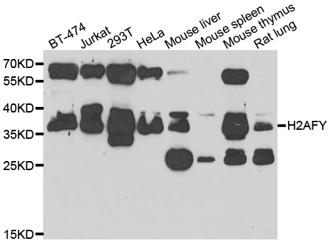 a04635 1 h2afy primary antiboties wb testing 1