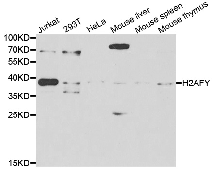 a04635 1 h2afy primary antiboties wb testing 2