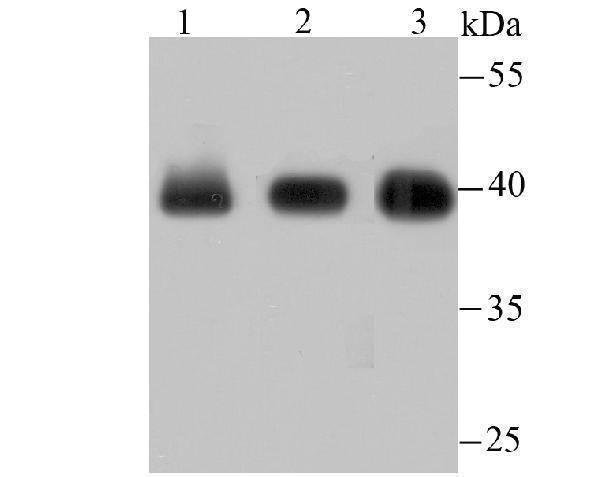 a04635 2 h2afy primary antiboties wb testing 1