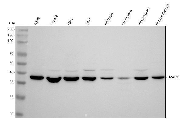 a04635 3 h2afy primary antibodies wb testing 1