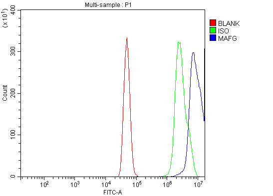 a04636 2 mafg primary antibodies fcm testing 2