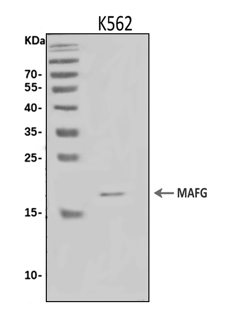 a04636 2 mafg primary antibodies wb testing 1