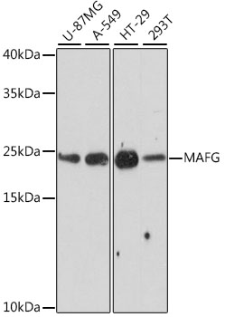 a04636 mafg primary antiboties wb testing 1