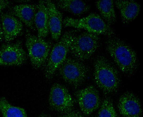 ICC staining PSME1 in HepG2 cells (green)
