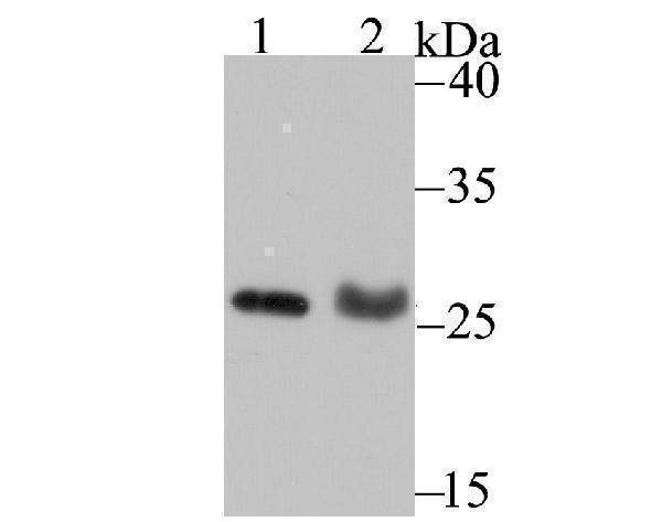 Western blot analysis of PSME1 on MCF-7 cell (1) and rat lung tissue (2) lysate using anti-PSME1 antibody at 1/500 dilution