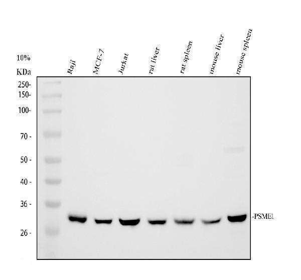 Western blot analysis of PSME1 using anti-PSME1 antibody (A04638-2)