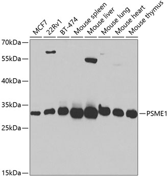 a04638 psme1 primary antiboties wb testing 1