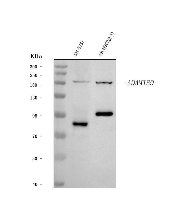 Western blot analysis of ADAMTS9 using anti-ADAMTS9 antibody (A04639-1)