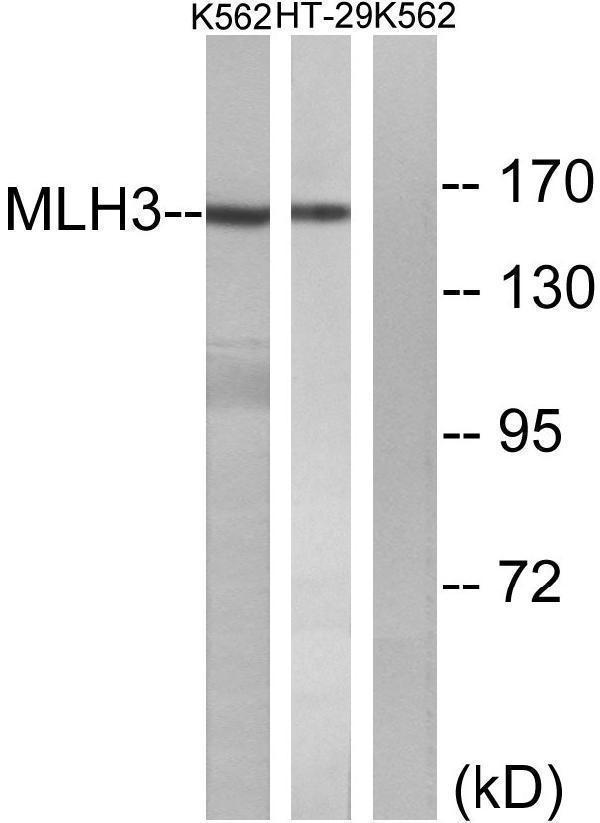 Western blot analysis of lysates from K562 and HT-29 cells, using MLH3 Antibody