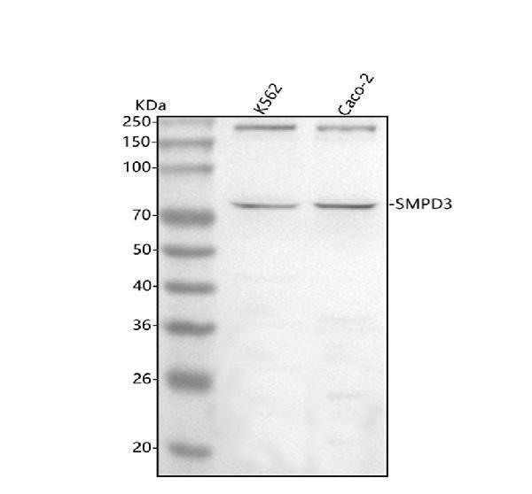  Western blot analysis of SMPD3 using anti-SMPD3 antibody (A04641)