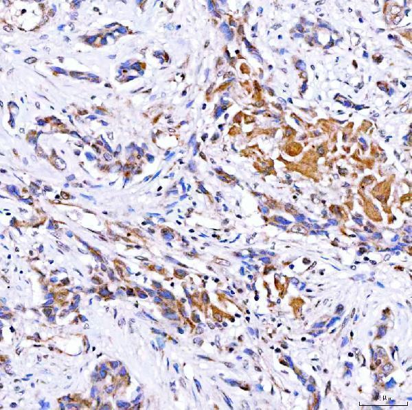 a04643 2 rab4a primary antibodies ihc testing 5