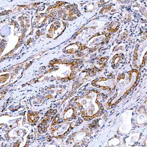 a04643 2 rab4a primary antibodies ihc testing 7