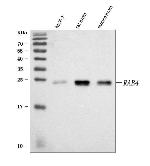  Western blot analysis of Rab4/RAB4A using anti-Rab4/RAB4A antibody (A04643-2)