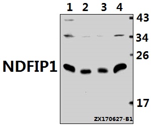 a04644 1 ndfip1 primary antiboties wb testing 1