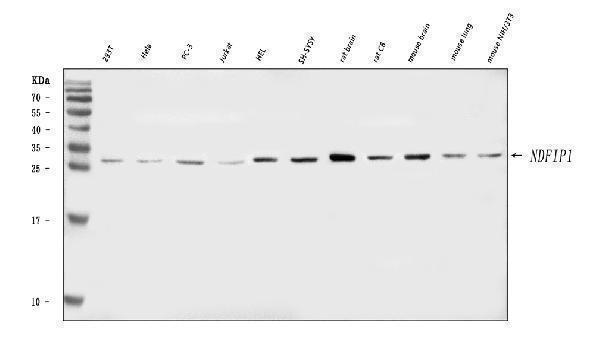  Western blot analysis of NDFIP1 using anti-NDFIP1 antibody (A04644-2)