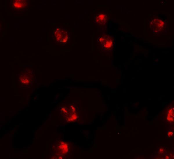 Immunofluorescence of PIWI-L2 in HepG2 cells with PIWI-L2 antibody at 5 μg/ml