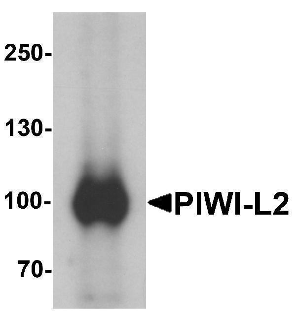 Western blot analysis of PIWI-L2 in HepG2 cell lysate with PIWI-L1 antibody at 1 μg/mL