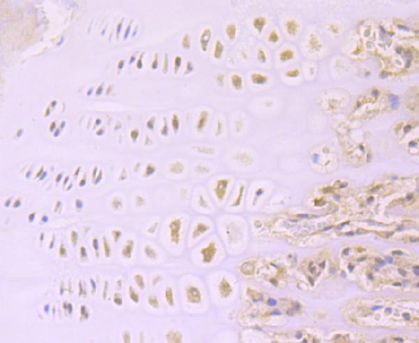 Immunohistochemical analysis of paraffin-embedded rat cartilage tissue using anti-Aggrecan antibody