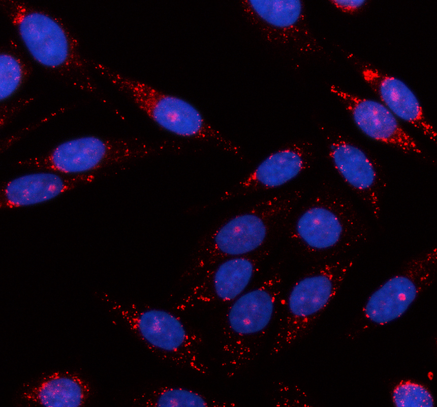 a04656 1 efna1 primary antibodies if testing 1