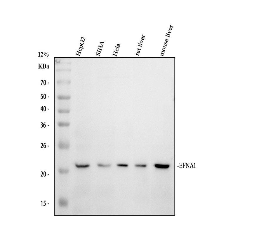a04656 1 efna1 primary antibodies wb testing 1