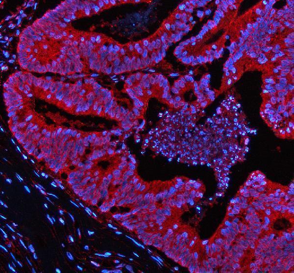a04660 1 nek9 primary antibodies if testing 1