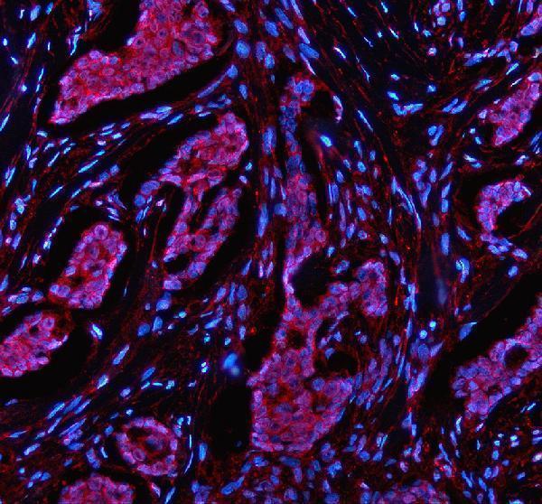 a04660 1 nek9 primary antibodies if testing 2