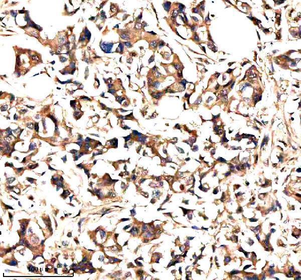 a04660 1 nek9 primary antibodies ihc testing 3