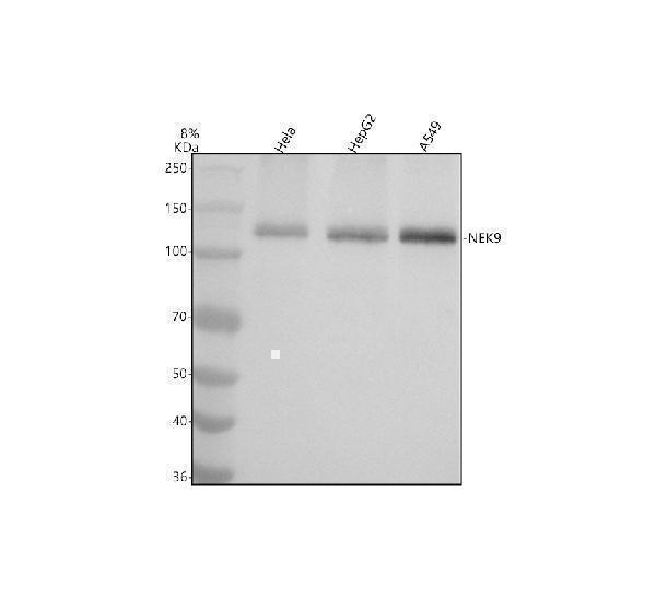 Western blot analysis of NEK9 using anti-NEK9 antibody (A04660-1)