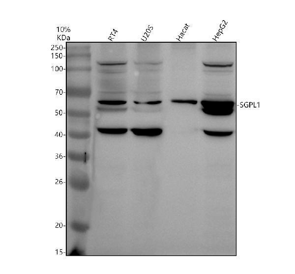 a04661 1 sgpl1 primary antibodies wb testing 1