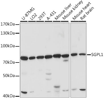 Western blot analysis of extracts of various cell lines, using SGPL1 antibody