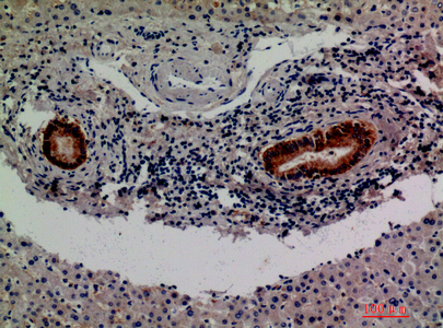 a04664 f13b primary antibodies ihc testing 1