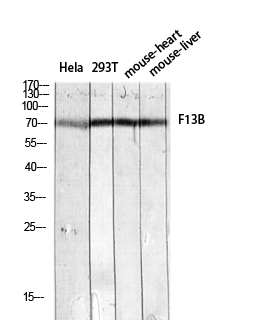 a04664 f13b primary antibodies wb testing 2