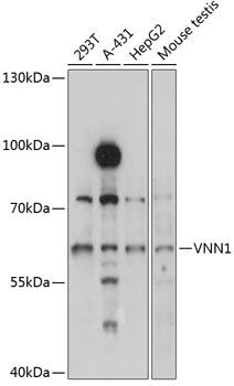 a04667 vnn1 primary antiboties wb testing 1