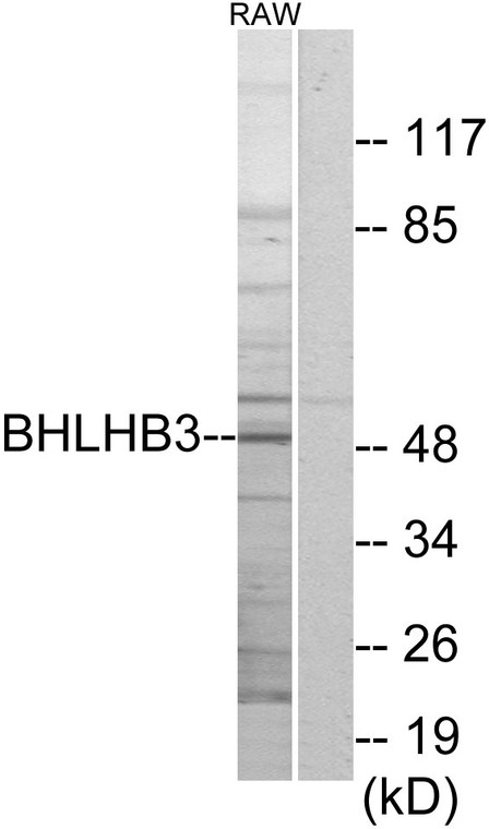 Western blot analysis of lysates from RAW264