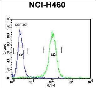 BHLH3 Antibody (N-term) flow cytometric analysis of NCI-H460 cells (right histogram) compared to a negative control cell (left histogram).FITC-conjugated goat-anti-rabbit secondary antibodies were used for the analysis.