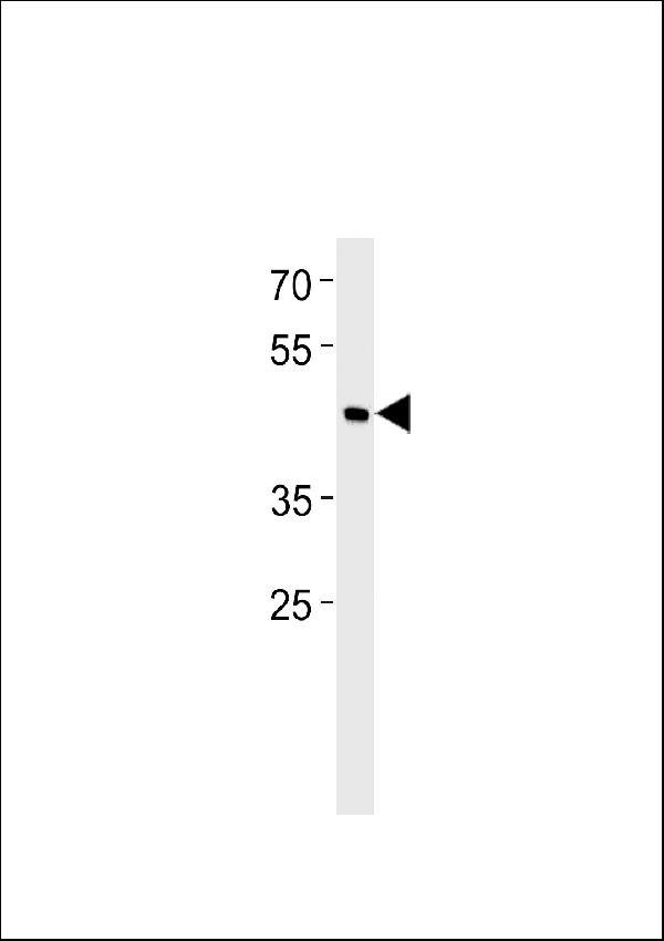 BHLH3 Antibody (N-term) western blot analysis in RD cell line lysates (35ug/lane).This demonstrates the BHE41 antibody detected the BHE41 protein (arrow).