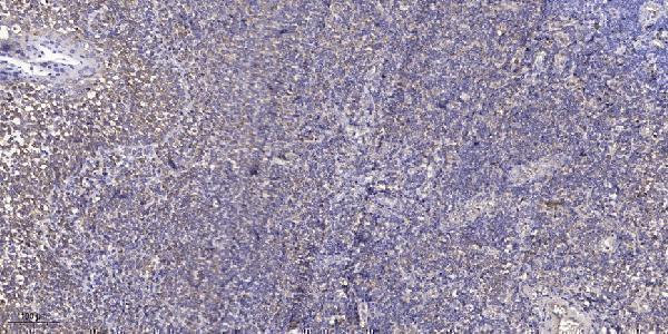 a04668 bhlhe41 primary antibodies ihc testing 1