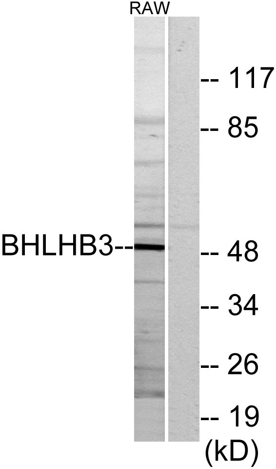 a04668 bhlhe41 primary antibodies wb testing 2