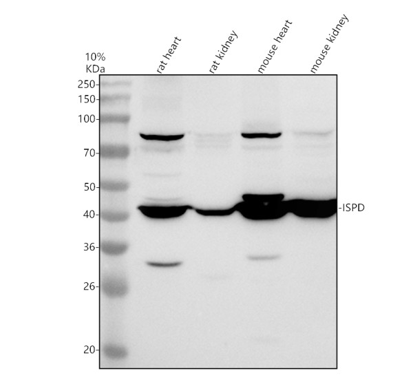 a04670 2 crppa primary antibodies wb testing 1