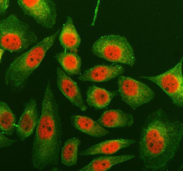 a04676 1 hnrnpa3 primary antibodies if testing 1