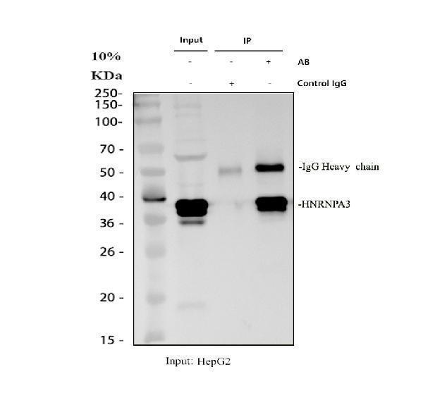 a04676 1 hnrnpa3 primary antibodies ip testing 1