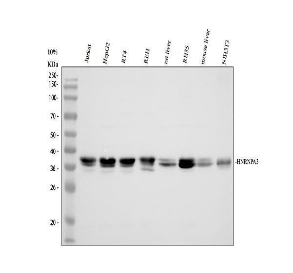 Western blot analysis of HNRNPA3 using anti-HNRNPA3 antibody (A04676-1)