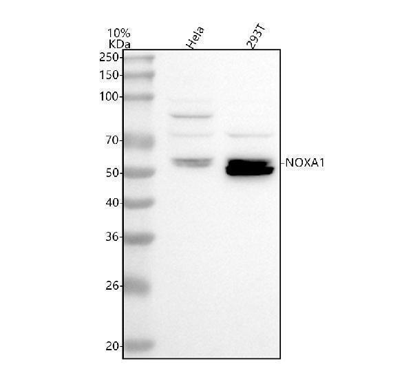  Western blot analysis of NOXA1 using anti-NOXA1 antibody (A04679)