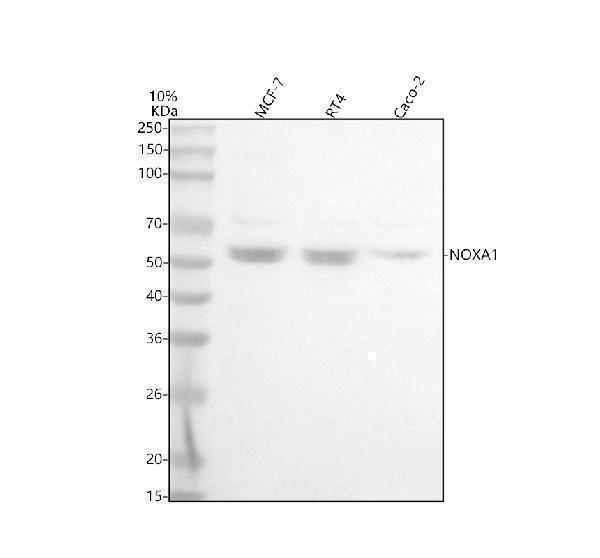  Western blot analysis of NOXA1 using anti-NOXA1 antibody (A04679)
