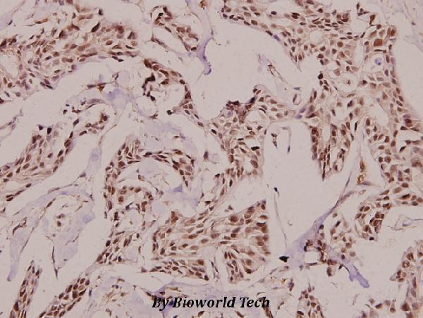 a04681s123 gadd45g primary antiboties ihc testing 2